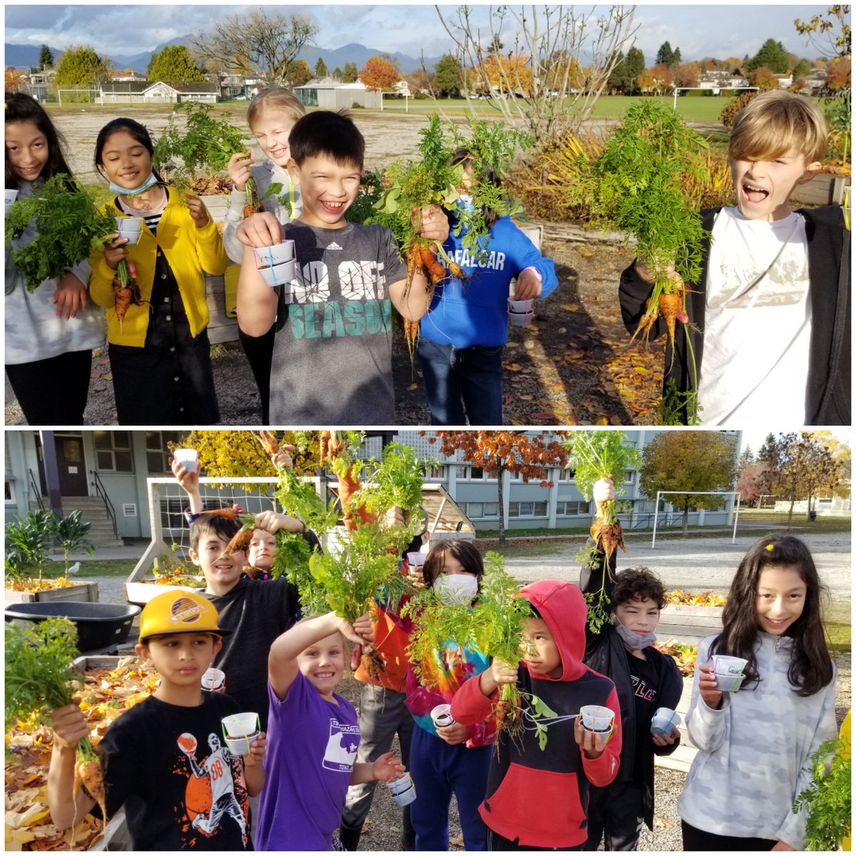 classemmelaure's tweet photo. Perfect afternoon in our @Trafnews school garden ! 🍂🌱🌽 @vsblearns @VSB39 https://t.co/fICbbsn2s7