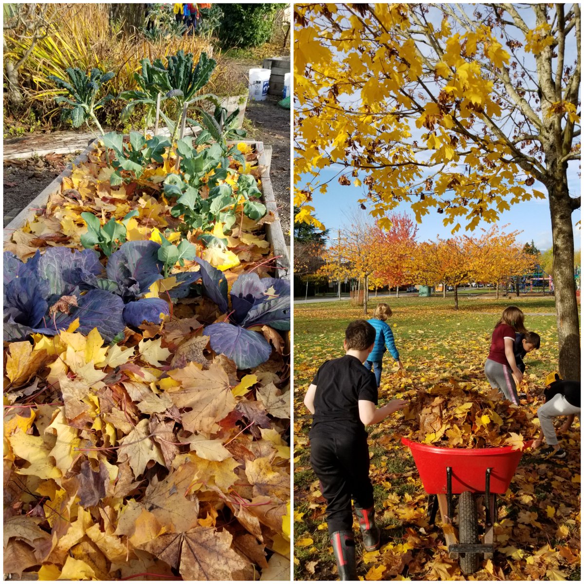 classemmelaure's tweet photo. Perfect afternoon in our @Trafnews school garden ! 🍂🌱🌽 @vsblearns @VSB39 https://t.co/fICbbsn2s7