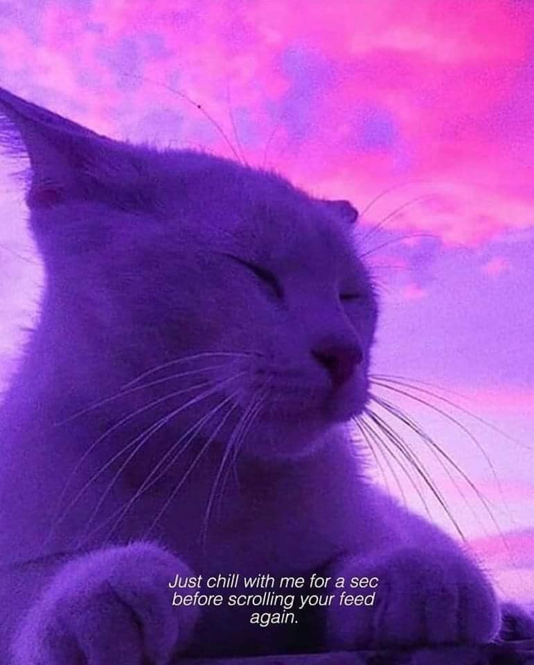 WholesomeMeme's tweet photo. https://t.co/wqn5fCGrzk