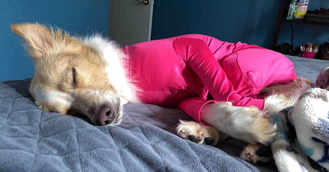 Shed Defender tweet media