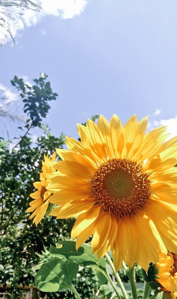 sunflowers symbolize adoration, loyalty & longevity. sunflowers are known for being happy flowers, making them the perfect gift to bring joy to someone’s day. stand tall and follow your dreams. focus on what’s positive in your life & don’t let anyone get you down.