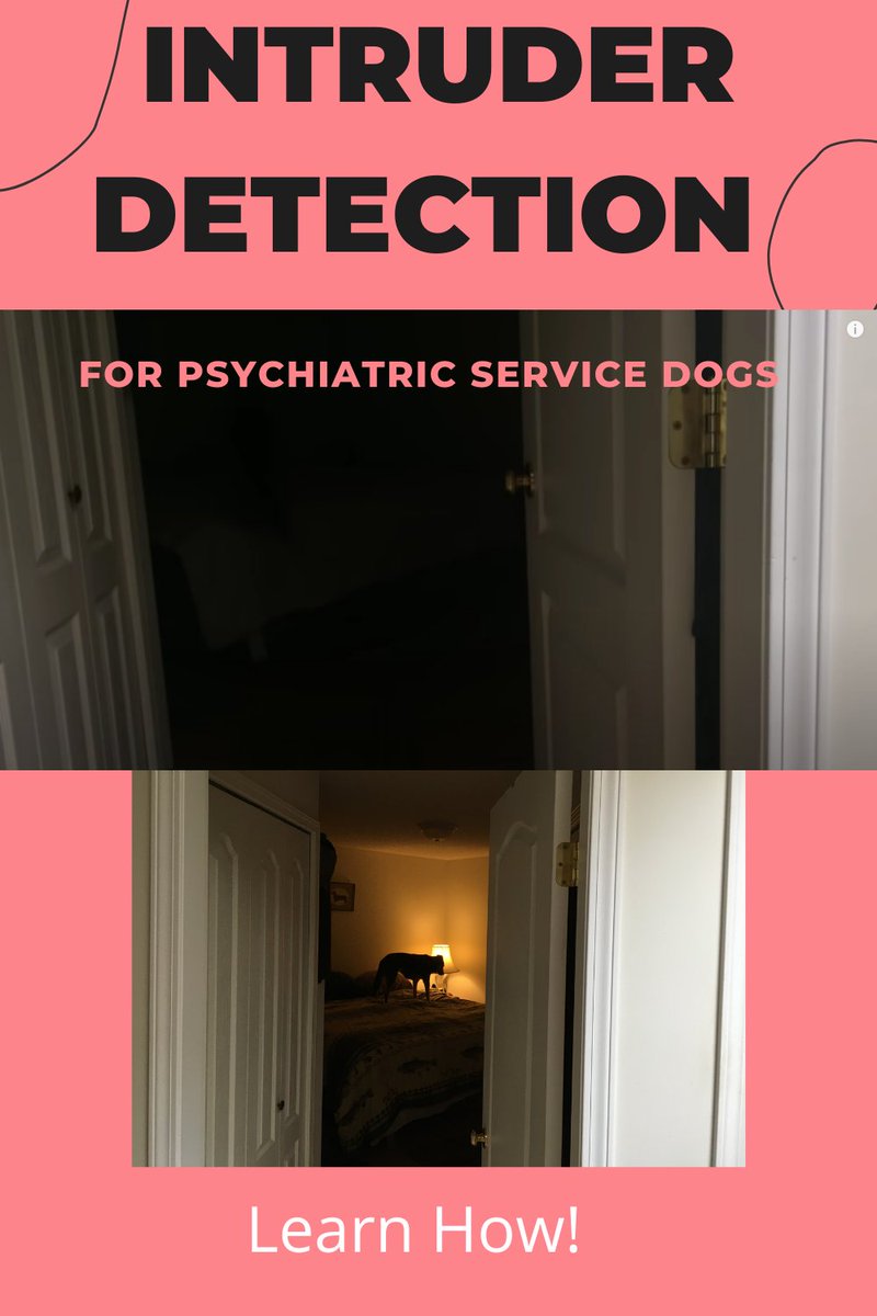 Donna_Dog_Train's tweet photo. Do you have #PTSD and are worried someone broke in while you were away? Teach your dog to check the house for you! It's fun and easy and gives you peace of mind! 
#psychdog #servicedog
https://t.co/yNo8wip3uP https://t.co/heCTK6Rp0R