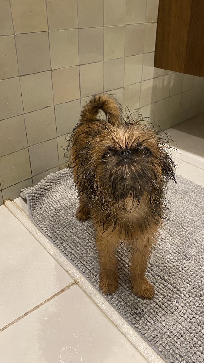 DrChrisMoRo's tweet photo. You want to shower on your own- I don’t think so! #griffonsoftwitter #grifffashion #griffonbruxellois #griffonbrussels #dogsoftwitter #dogslife #pupsoftwitter #grumpygriffon #kissable https://t.co/r7KUGMqXn3