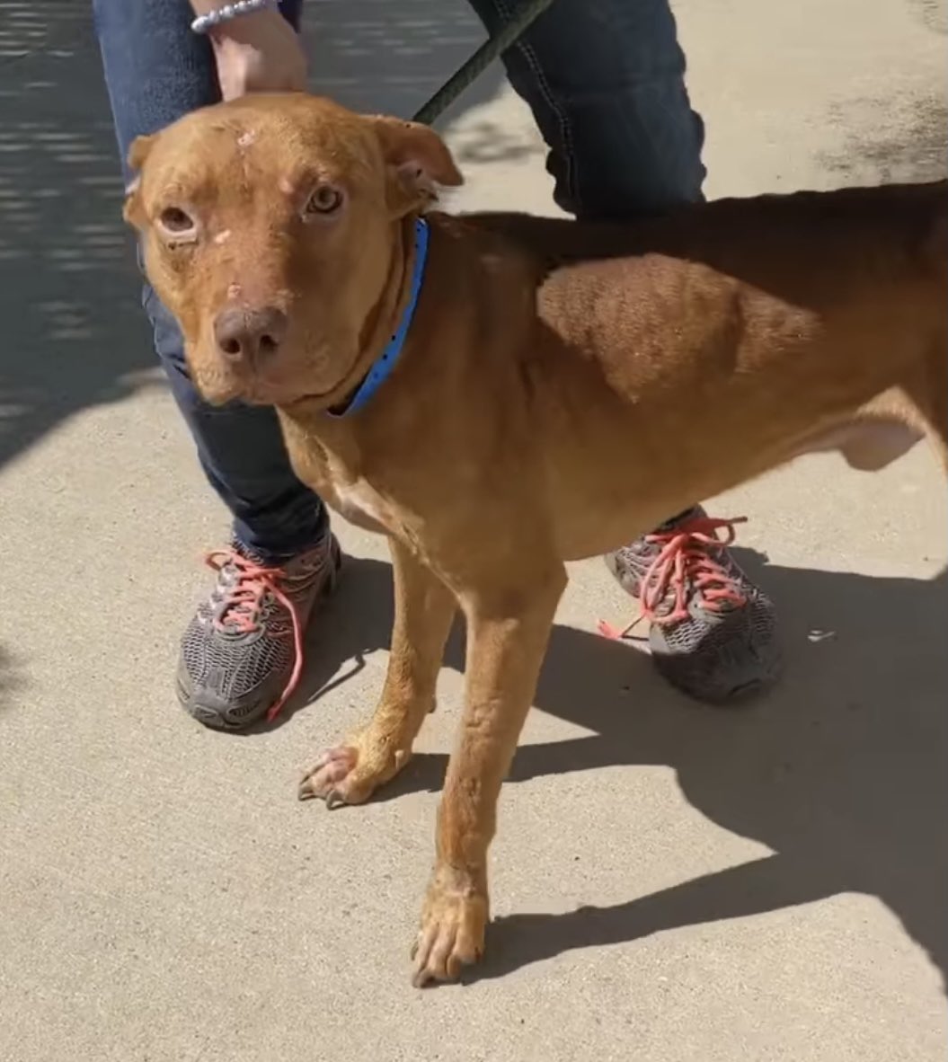 reddogsusie's tweet photo. #TN #MEMPHIS
🆘🆘🆘HIS BEHAVIOUR IS DETERIORATING IN KENNEL DUE TO BEING IN THERE SINCE SEPTEMBER! Don’t let’s fail Boseman after all this time! Pls #ADOPT #PLEDGE #RESCUE  #FOSTER #MASA984 https://t.co/fYo3eNQSgY https://t.co/KQC14R4evN