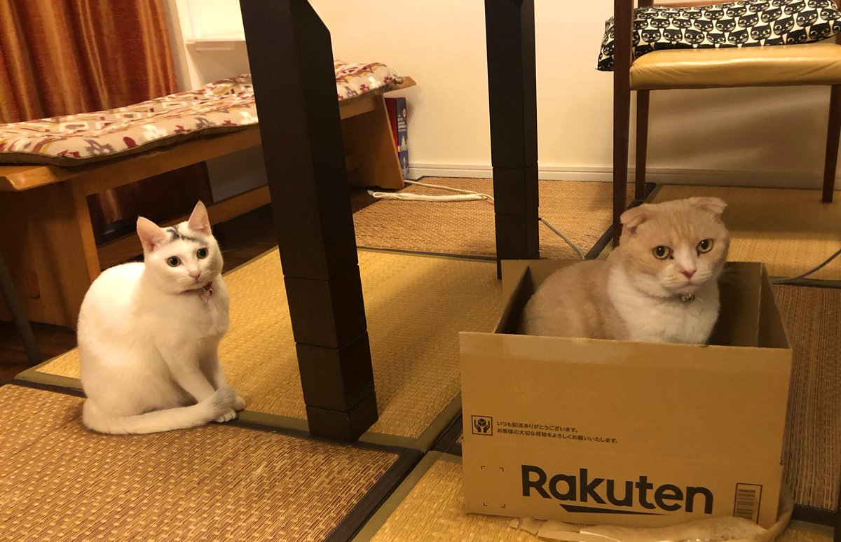 お医者さんに３キロは超えないでしょうと言われてたけど、3.４キロに。まだ成長中💦
大好きな箱入り姉ちゃんとツーショット
(=^ェ^=)