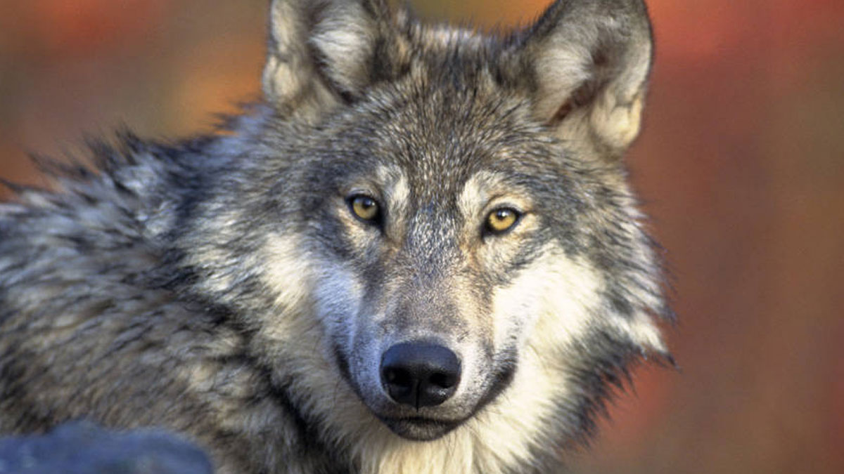 COParksWildlife's tweet image. Coloradans have voted to pass Proposition #114- The Restoration of Gray Wolves. With this decision, the planning process for reintroduction will begin.

Learn about wolves in Colorado: cpw.state.co.us/learn/Pages/CO…