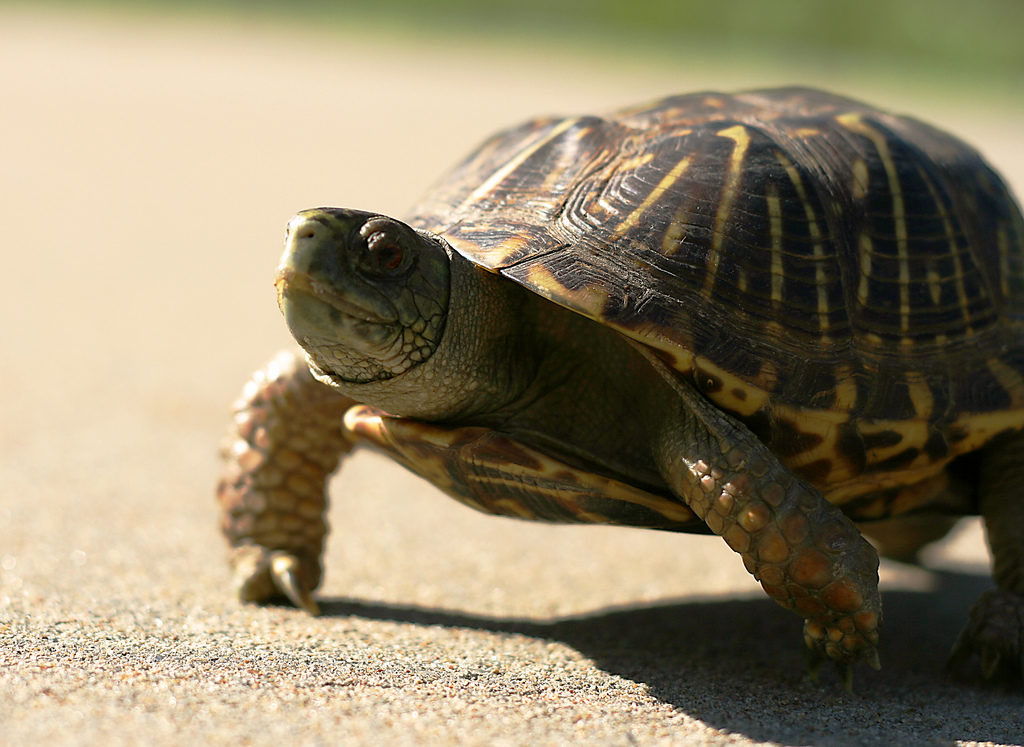 Today’s virtual learning theme-“Students Teach.” The highlight-butt-breathing turtles. I didn’t know. Class discussion on the process called cloacal respiration. Shared by an 8 year old. @millergrade3