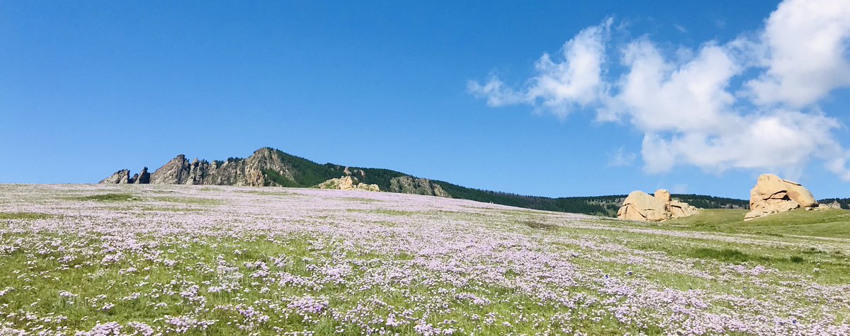1964Sukhee's tweet photo. 🌞Өглөөний мэнд. Өнөөдөр олуулаа болох өдөр  #FFMN хийцгээе. Эргэж дагадаг хүмүүс энд цуглаж ❤️Follow,Retweet хийж олуулаа болох болтугай хурай хурай. 
Жич: Заавал retweet 🙏 хийгээрэй. https://t.co/om5G9ZXwq3