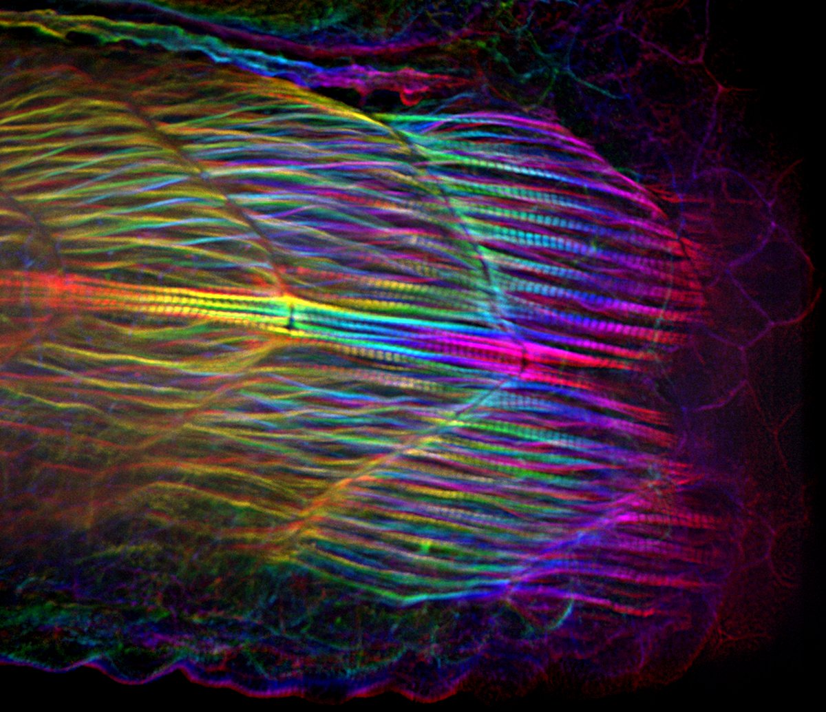 Me: "What happens when I use the 20x objective on my iSIM?"

Zebrafish embryo: "This."

#CellBiology #Microscopy
<a href="/LovelessRadio/">Heidi Hehnly-Chang</a> @VisiTech_UK <a href="/BioVisTech/">BioVision Technologies</a>