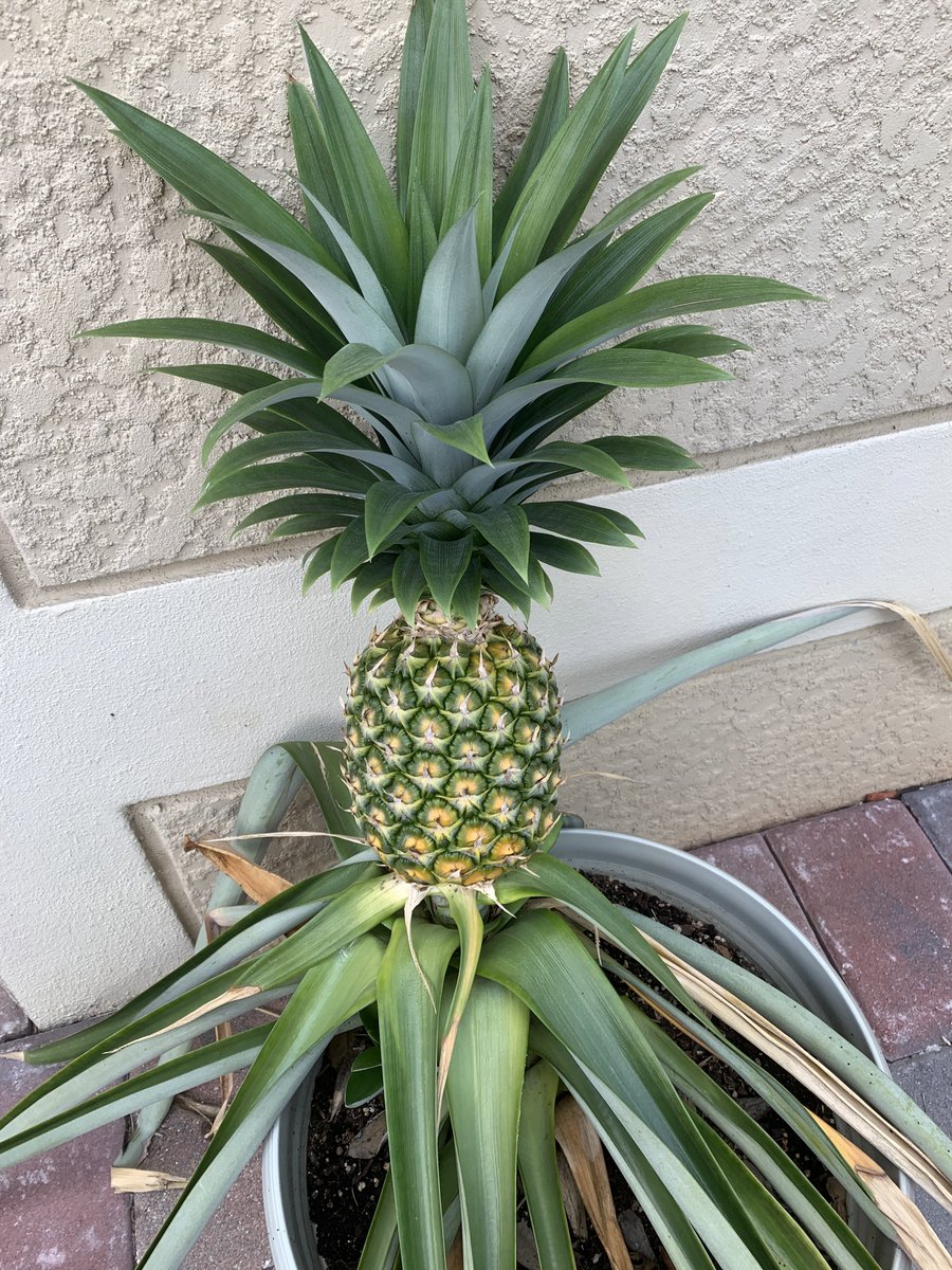 Pensgalko 是非チャレンジしてみて下さい うちのは元々はスーパーで買ったもので 次世代のパイナップル でご紹介した方法で栽培しました ですので鉢 土 肥料以外はお金かかっていません