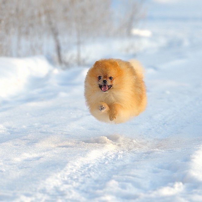 飛んでる犬の写真で元気になりたい Togetter