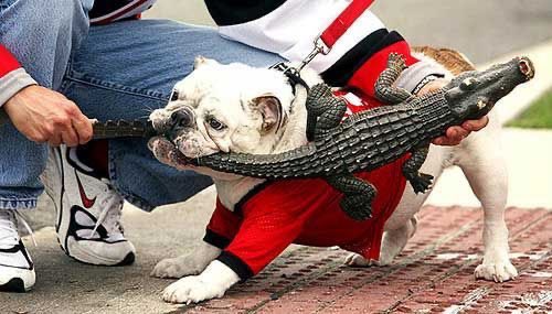 UGAfootballLive's tweet photo. Go Dawgs https://t.co/7S2m8vUur9