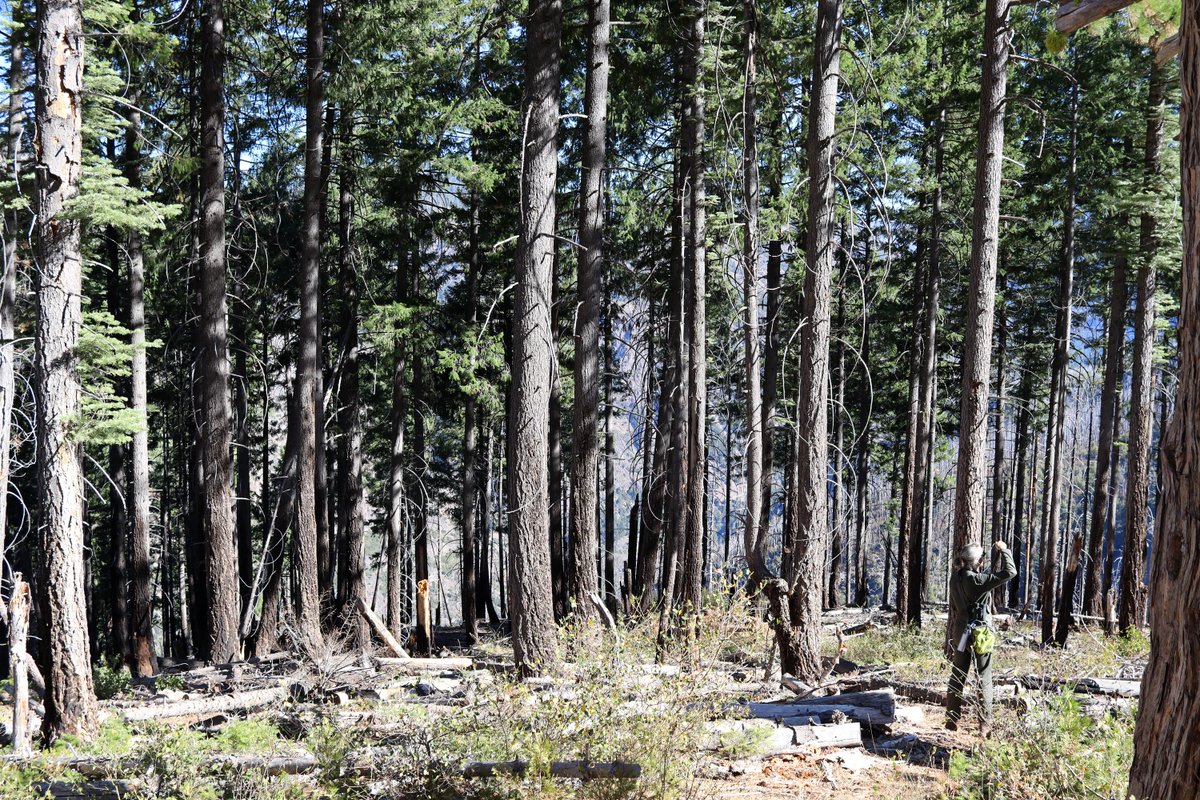  @dmarvs did a great job in the  @BW profile I linked to earlier, and I got this photo of him looking just downright intrepid in the woods. His A̵n̵c̵h̵o̵r̵s̵t̵e̵a̵m̵ ̵u̵n̵i̵f̵o̵r̵m̵ green coveralls really help him blend in!