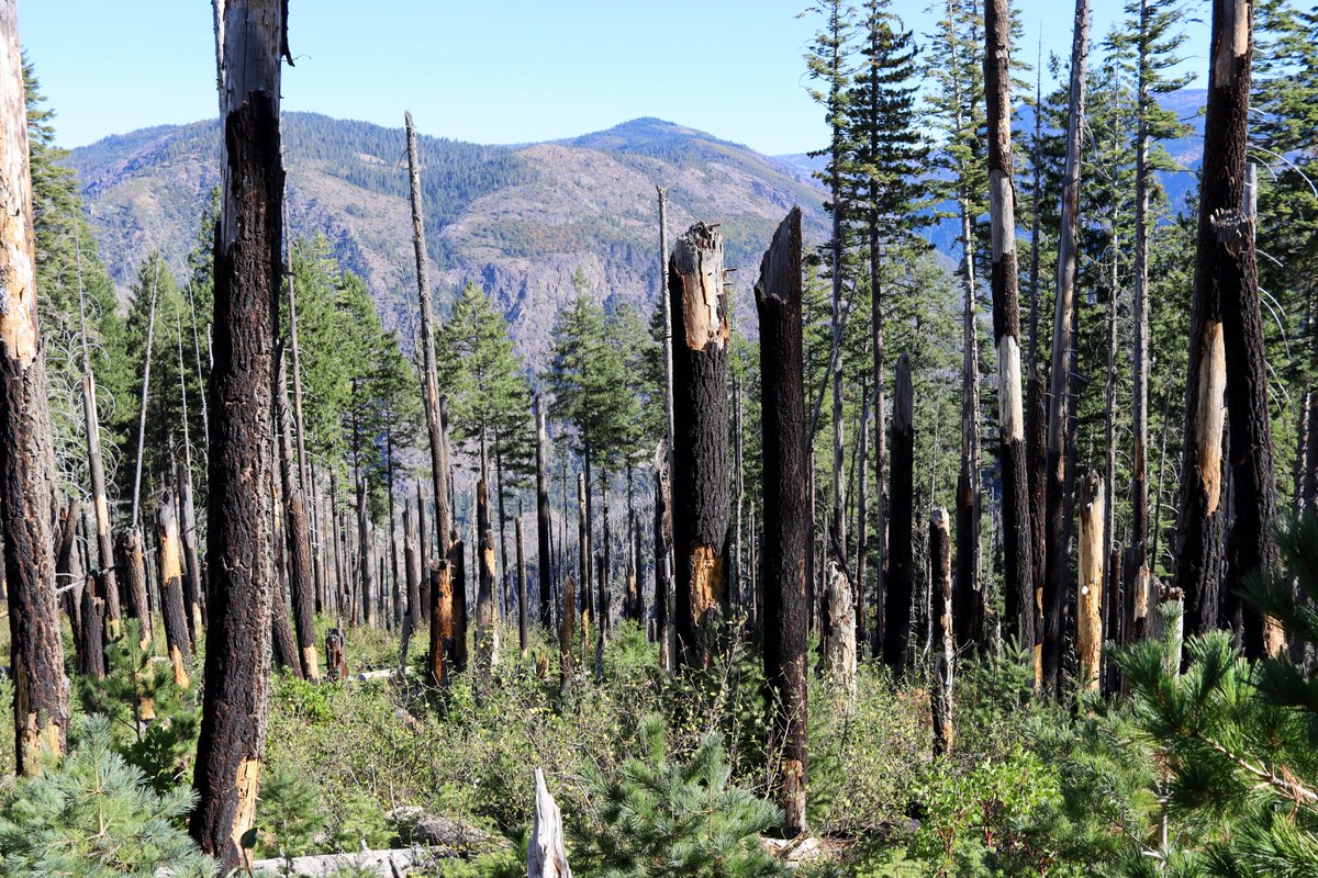 The transitions between communities that were totally defoliated and those with their canopies still intact were pretty stark. But in both cases the understory shrubs were thriving.