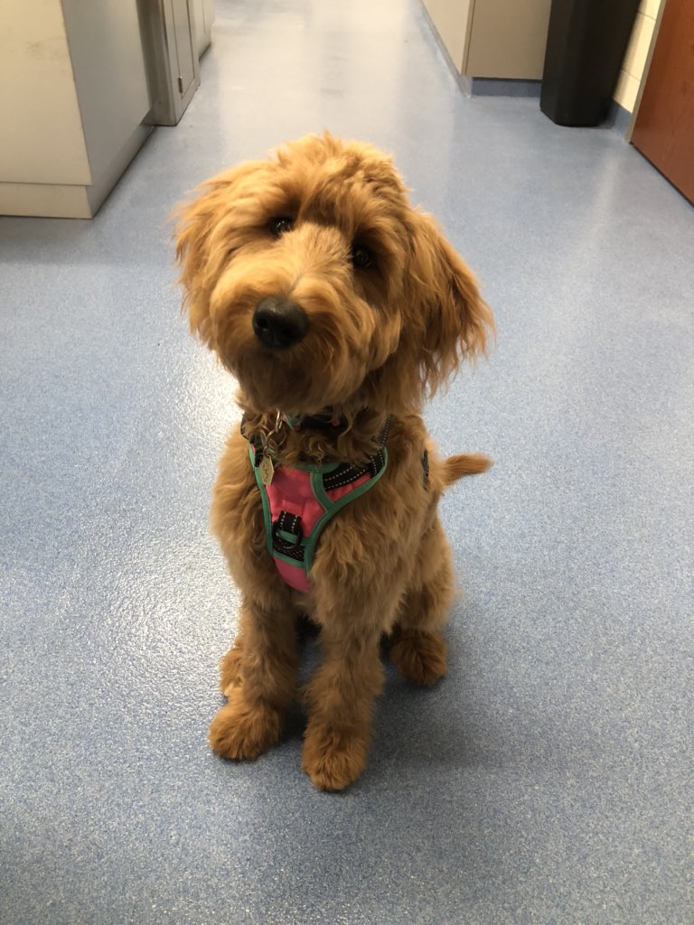 Ruby was a dream to have in the lab today!! We’re a little obsessed. Look at her all dolled up for her mom, Ms. Swiatek 🥰