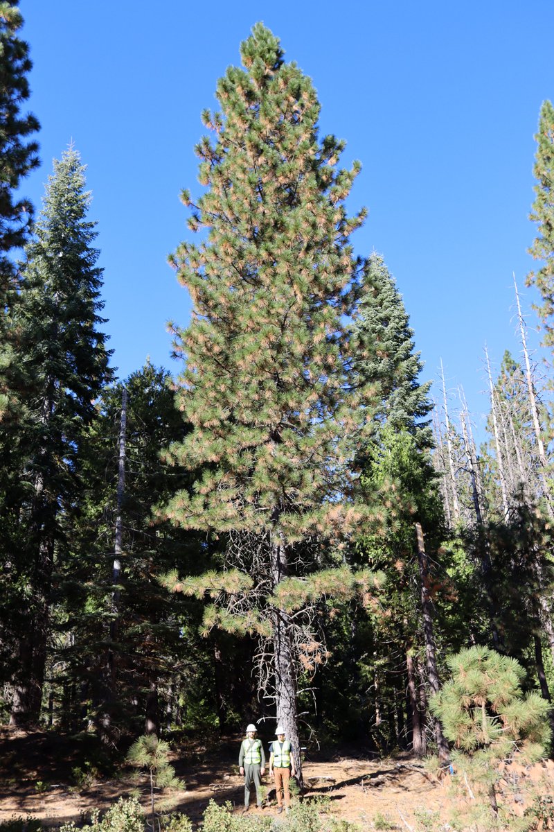 I also made  @dmarvs and  @KyleGertridge stand by this 28 m tall tree (we predicted it was 25 m via the  @forestobs) as references. They're both tall boys, a few inches past 6ft, which conveniently matches the mean absolute error of CFO tree height predictions.
