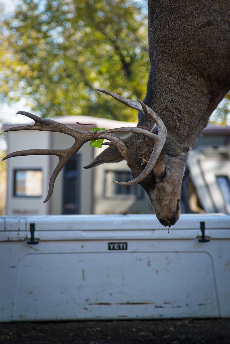 Gotta love the fall. ⁣
⁣
#EverythingEichler #FredEichler #FullDrawOutfitters #muledeer #hunting #deer #deerhunting #muledeerhunting #builtforthewild #YetiCoolers