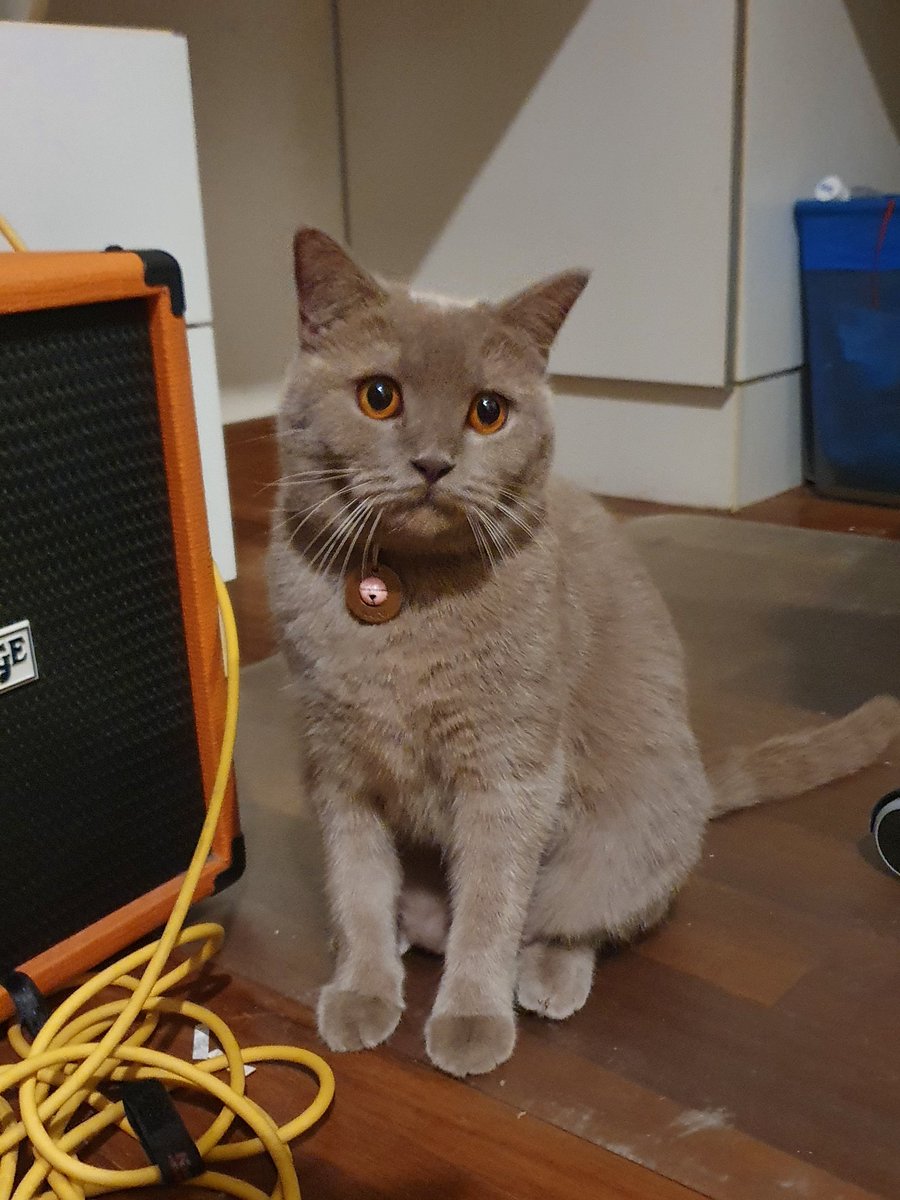 dorkery's tweet photo. Coco asks you to save your brains and not to doom scroll https://t.co/HVDS9VGupS