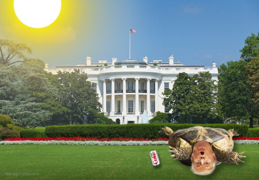 gregorystevens's tweet photo. #obeseturtle @AC360 @andersoncooper https://t.co/dgi1YICjyd