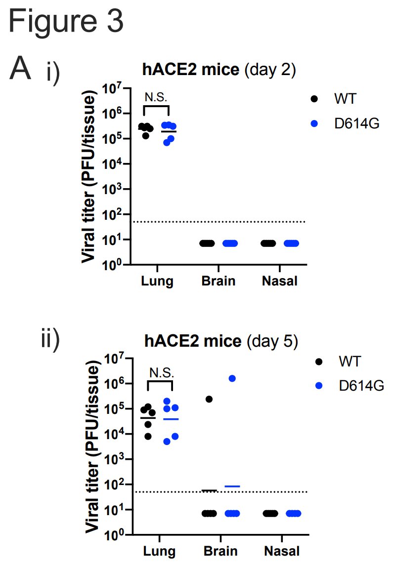 Meanwhile, a parallel study tested D614G in both humanized (hACE2) mice and hamsters, finding no significant differences in mice in terms of amount of virus in lung, brain, and nose on day 2 and day 5.  https://www.biorxiv.org/content/10.1101/2020.09.28.317685v1.full.pdf