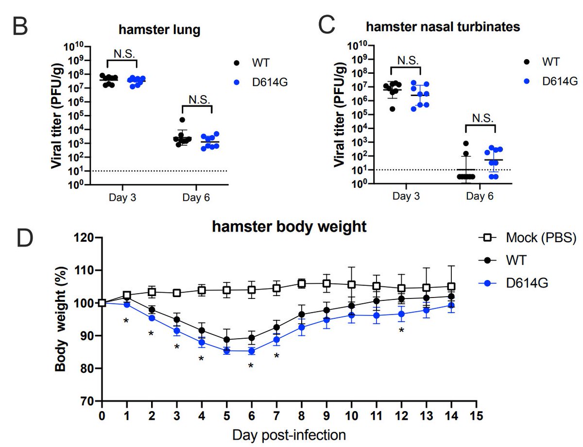 In hamsters, they also did not see any significant difference in amount of D vs G virus in the lung or nose on day 3 and day 6. Although they observed slightly more weight loss in D614G infected hamsters.