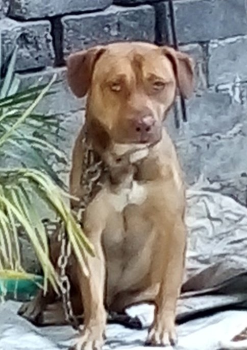 gatos_en's tweet photo. Amigos, Caruso, el perrito que encontramos vagando en la colonia, no puede ya estar con la persona que amablemente le dio hogar temporal porque mordió al perro de la casa. Necesitamos otro hogar  temporal o definitivo para él, urgentemente. Es leal y muy protector. https://t.co/mMB36QeHAc