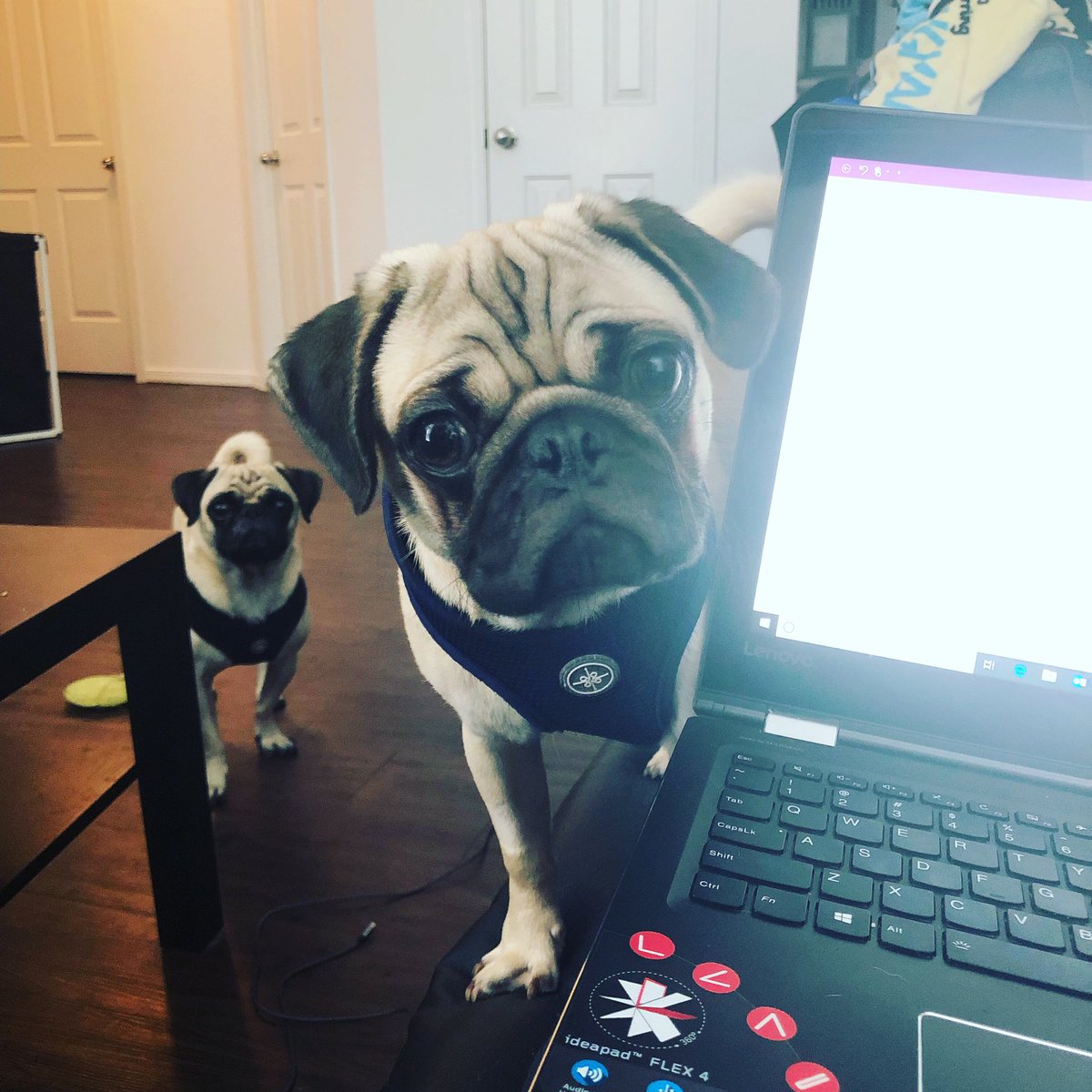 Samwise200_ttv's tweet photo. @CORSAIR Gamer Pugs https://t.co/H3LPKvGqGN