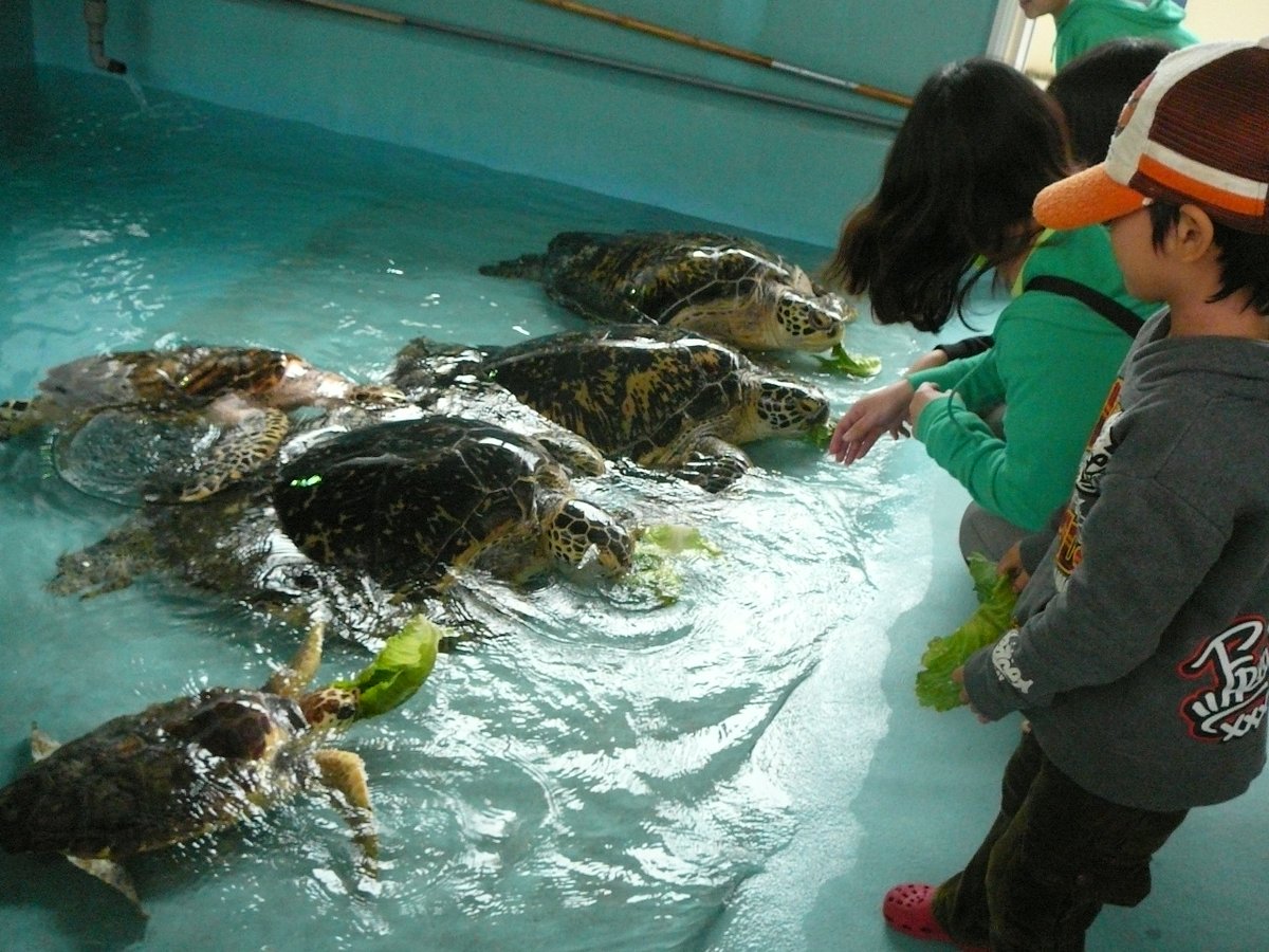 一社 久米島版dmo推進協議会 ウミガメの生態が学べる久米島ウミガメ館 出会う機会が少ないアカウミガメ 優しい顔のアオウミガメ とがったクチバシが印象的なタイマイ 顔 甲羅 餌や食べ方の違いに注目してみて 下記参考 Marine Diving Web 海のいきもの 一社 久米島版dmo推進協議会 ウミガメの生態が学べる久米島ウミガメ館 出会う機会が少ないアカウミガメ 優しい顔のアオウミガメ とがったクチバシが印象的なタイマイ 顔 甲羅 餌や食べ方の違いに注目してみて 下記参考 Marine Diving Web 海のいきもの