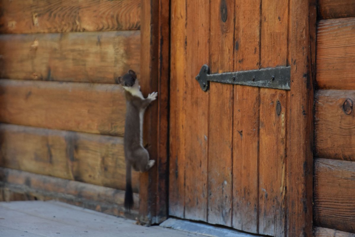 “Why did you put the doorbell so high up?” While their coats will turn all-white for the winter, the ermine will keep their distinct black tail tips which can help you identify them. Please join us again in a week for another #KatmaiSpies!

NPS Photo/B Lutes