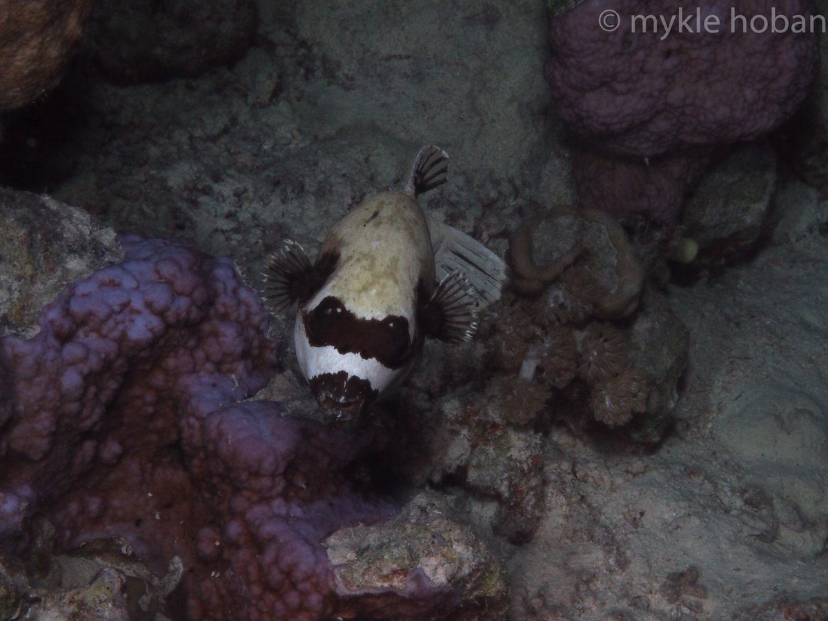 Red Sea fishes are the best. Here's another masked puffer (Arothron diadematus). This one is from Egypt.