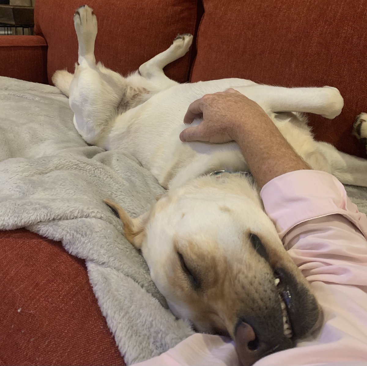 My dog-o is not stressing the election. Not one bit.