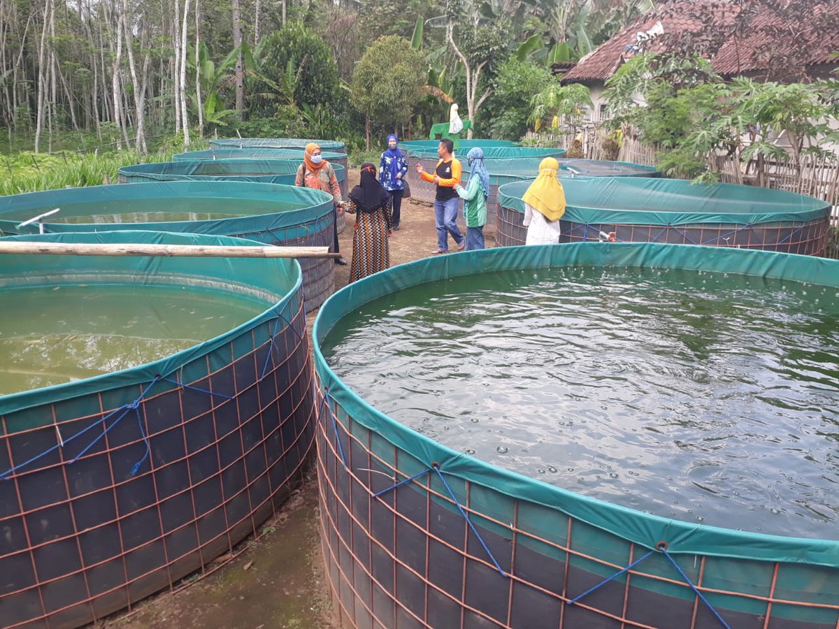 Perikanankabmlg's tweet photo. 5/11 bidang pengeleloaan pembudidaya ikan melaukan monitor dan evaluasi kegiatan budidaya Ikan Lele di Kelompok Timur Lesti Maju yang berada di Desa Pagedangan Kecamatan Turen. Monev dilakukan untuk Mengetahui perkembangan &amp; kendala kegiatan budidaya lele https://t.co/CtG4Ez5zej