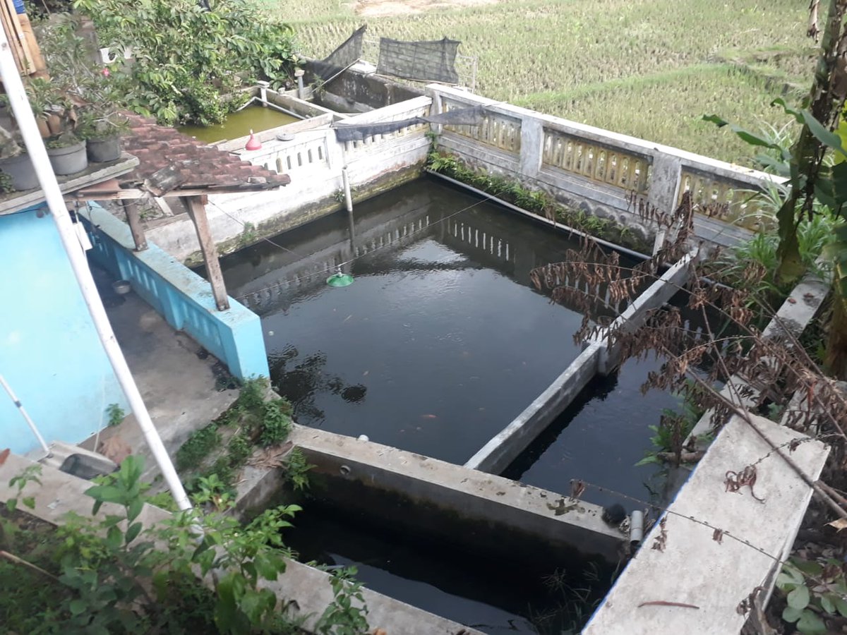 Perikanankabmlg's tweet photo. 5 nov 2020 bidang pengeolaan pembudidaya ikan melakukan Survay lokasi kegiatan budidaya ikan di kelompok Maju Jaya Makmur di desa Tanggung Kec. Turen.
survey dilakukan untuk Mengetahui komoditas ikan yg dibudidayakan pada kelompok Maju Jaya Makmur https://t.co/sGwPzgNchZ