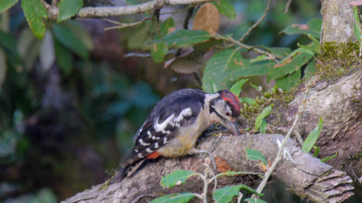 heart_podcast's tweet photo. #huntingparty #foragaingparty #birds #birdsoflandour
#greyhoodedleafwarbler #greenbackedtit #himalayanwoodpecker #chestnutbelliednuthatch #wildlife #FridayVibes #NaturePhotography #birdcount #birdweek #heartofconservationpodcast #podcaster #birdwatching #Uttarakhand #India https://t.co/f0c8Rg6Kcs