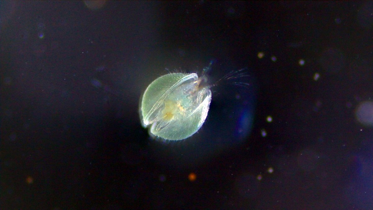 dragonflycn's tweet photo. Ostracods in technicolor #TemporaryWaters https://t.co/Nd0GoyBJDs