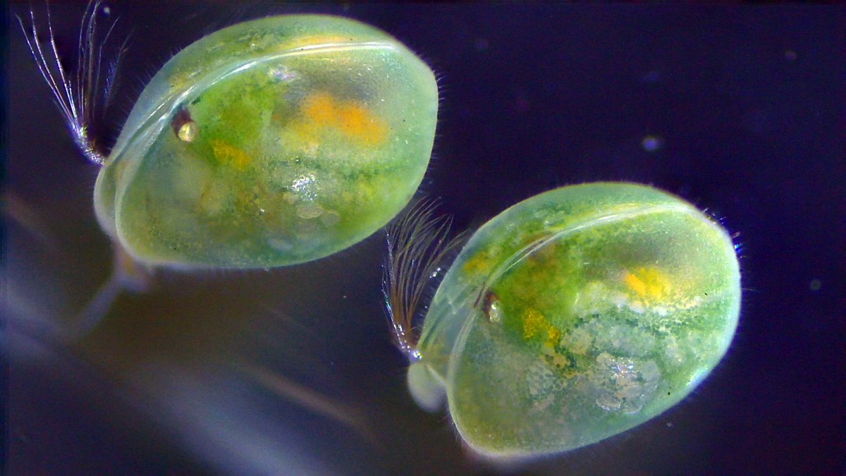 dragonflycn's tweet photo. Ostracods in technicolor #TemporaryWaters https://t.co/Nd0GoyBJDs