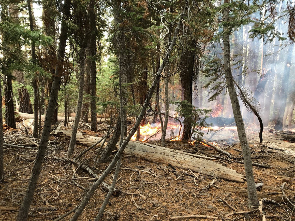 YosemiteFire's tweet photo. @YosemiteFire #FireUpdate
#BlueJayFire 6922 acres 50% contained
#WolfFire 2057 acres 30% contained
#NorthWhizzDomeFire 165 acres 50% contained
#HorseFire 30 acres 60% contained
https://t.co/Fp09LXT6BL
https://t.co/64uCikN7uk
https://t.co/8LzWxtsOhQ
https://t.co/0XretYRZgy https://t.co/n7U276wQlx