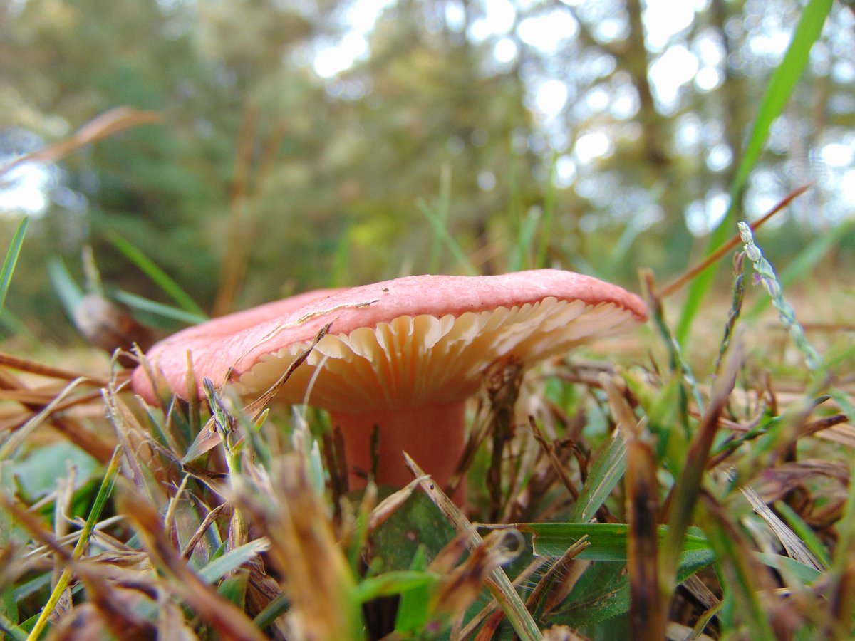 The 25th rule of the Mushroom Cult is to go in the woods and take pictures of mushrooms.
