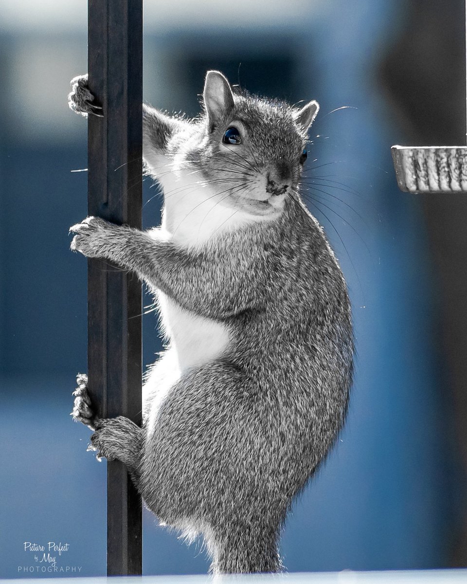 BoxersRule68's tweet photo. Squirrel poses
#squirrelshenanigans #pictureperfectbymay #mnlife #minnesotacaptures #squirrel https://t.co/rQcKa7Lbil