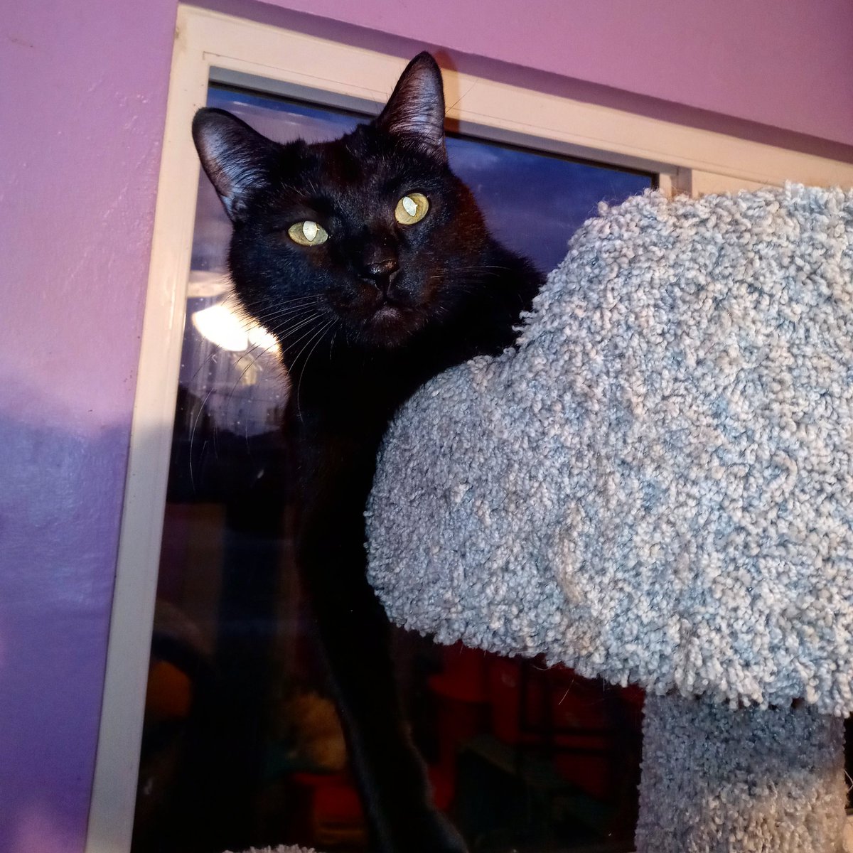 monster_hades's tweet photo. You know how to relax don't you? If not i will show you how! #hadesmonster #monsterhades #justrelax #iwillshowyouhow #twitter #twittercat #instagram #instagramcat @Twitter @instagram 🐱 https://t.co/CHHWuAOMYe