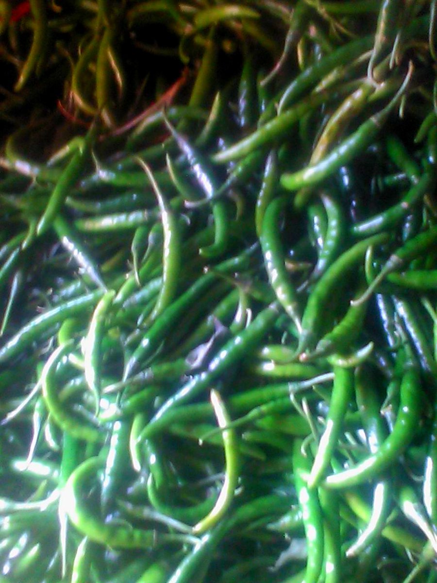 AgriplusIn's tweet photo. Green Chilli available for sale
Nagwa, Uttar Pradesh
Contact Surendra Bahadur Singh at 9838981163
For more information and images, please click below:
https://t.co/8H38dTUYcP
#agriculture #agriplus #greenchilli https://t.co/qVdVrgU89j