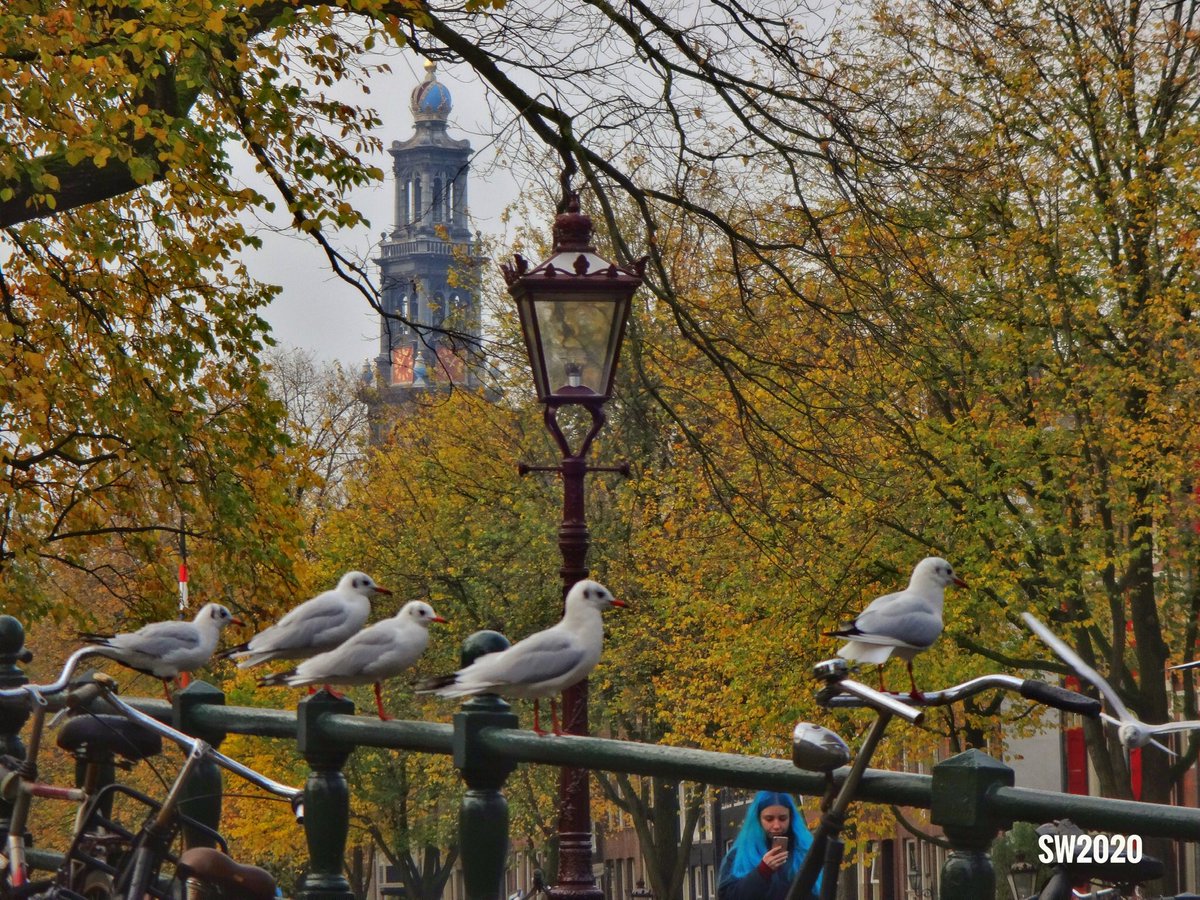 Amsterdamexplor's tweet image. Autumn view in #Amsterdam