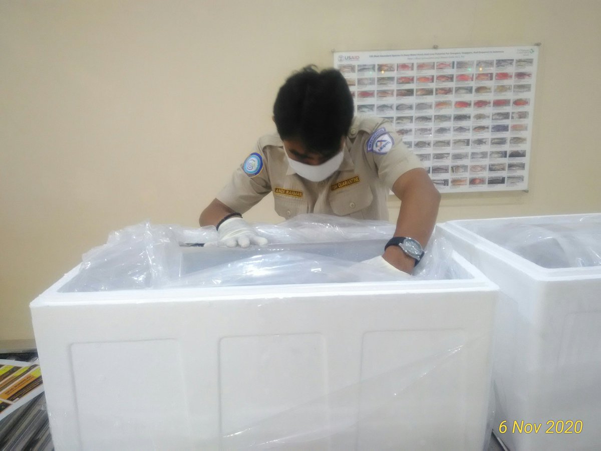 BPPMHKPMakassar's tweet photo. 06/11 14:43 Pemeriksaan fisik kebenaran jenis dan jumlah terhadap lalulintas ekspor tujuan Hongkong berupa Live Grouper Fish 86 ekor 13 koli 
di TPFI BBKIPM Makassar #OneHealthKIPM
@rinajanwar2201 
@idjahChadidjah
@HumasBKIPM https://t.co/6w9GasBceJ