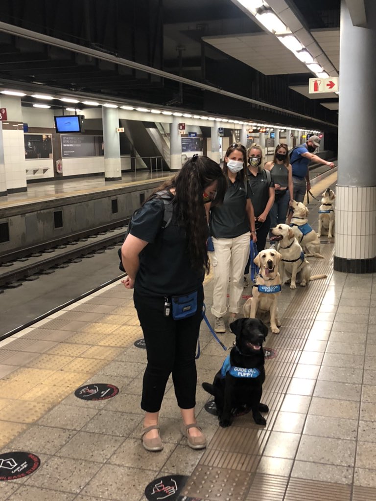 TheGautrain's tweet image. Gautrain is proud to announce that we are an official training partner for the @SAGuide_Dogs  🐾 ⭐️ 🙌#FutureGuideDogs #ProudPartner