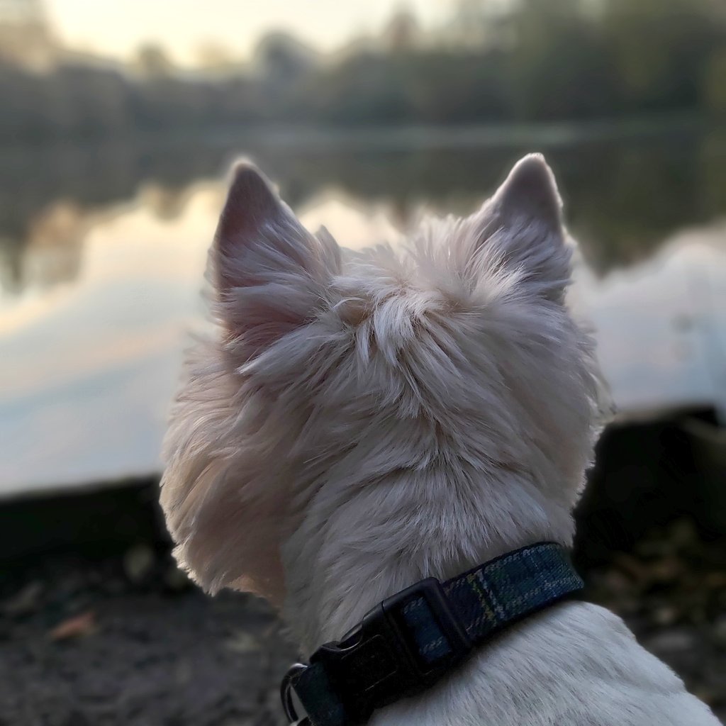 snoopysue71's tweet photo. My favourite type of morning..cold and misty with a stunning sky developing 🌿
Things that make me happy 💛
On the way back I told Freddie I loved him and he looked up at me, was beautiful ❤
#Ready4Freddie 💚🐶
#LoveAutumn 🍂
Keep going x🌤 https://t.co/iCG5RE5kT5