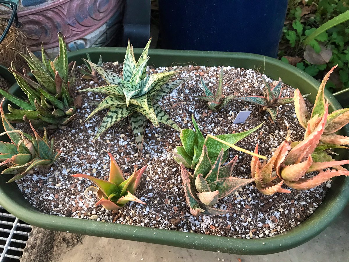 Oftn たにっかーずくらぶ Mania アロエちゃん集めた まだ入るけど 子株スペース空けておかないとね 赤いアロエ 頂き物てわ名前不明 とふーやーちゃん 不夜城錦 が好き