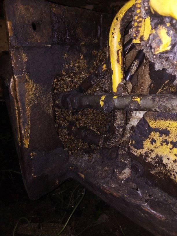 Desmantelamiento de Abejas en el sector San Rafael #Barinitas <a href="/DGNBEnLinea/">DGNB</a> @RedanLosLlanos <a href="/bomberoenaccion/">jesus santana</a> <a href="/nacho4f/">Nacho Chávez</a>