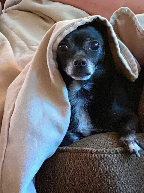 NancyGautier's tweet photo. @RubinReport Gracie. https://t.co/hwjeid2OJi