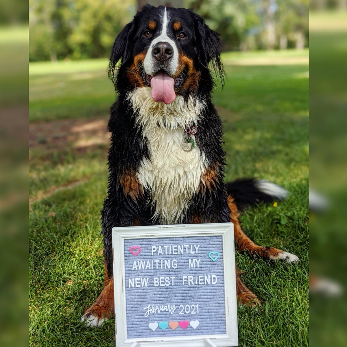 Bernese_Chloe's tweet image. 📢 I've got a big announcement to make!! 
I'm going to be a BIG SISTER in February 💜