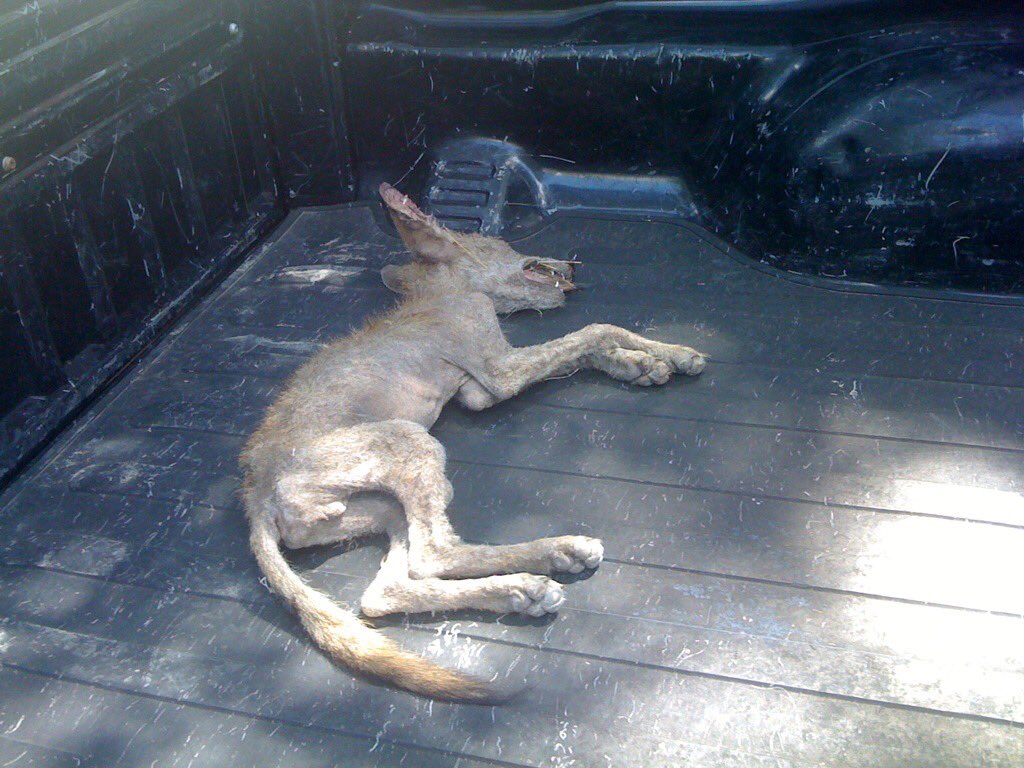 mv5325's tweet photo. I’m so tired of P Cannon from Cuero getting all this air time for finding the dead body of the “chupacabra” she believed killed her chickens, my brother and I harvested these chupacabras while trailing a wounded deer, photos don’t lie#truthisoutthere https://t.co/EsUiTrJQBE